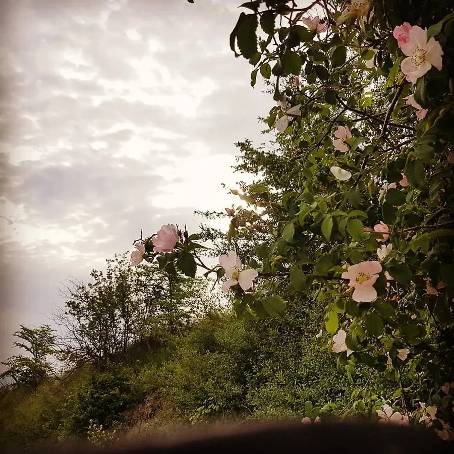 Bed & Breakfast Villa Niccoli Castelfiorentino