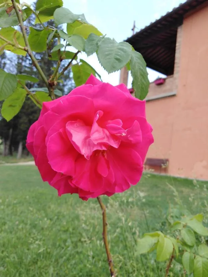 קסטלפיורנטינו Villa Niccoli 0*,